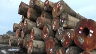 World News | China's Illegal Timber Business is Stripping Suriname's Forests