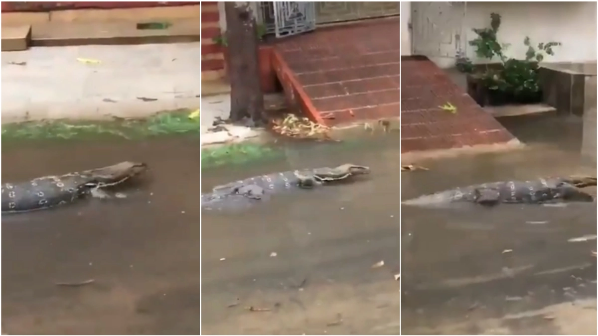 Viral News Watch Video Monitor Lizard Spotted In Spotted Strolling