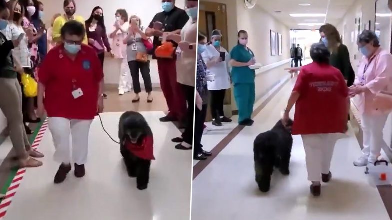 Retirement ‘Paw-ty’ for Tassy: California Medical Center Cheers for Therapy Dog As She Retires After 8 Years’ Service, Watch Video