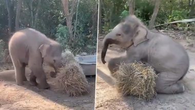 Video of Little Baby Elephant Playing on His Own Goes Viral BUT It Is the Message of Social Distancing That Is Winning Hearts