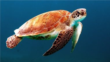 World Turtle Day 2021: Here Are 10 Interesting Facts About Turtles
