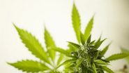 Lifestyle News | Study Highlights Need to Screen People Over-50s for Cannabis Use