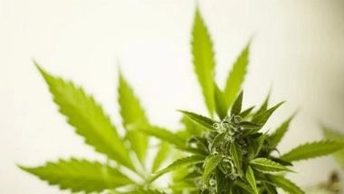 Lifestyle News | Study Highlights Need to Screen People Over-50s for Cannabis Use