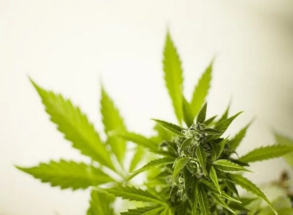 Lifestyle News | Study Highlights Need to Screen People Over-50s for Cannabis Use