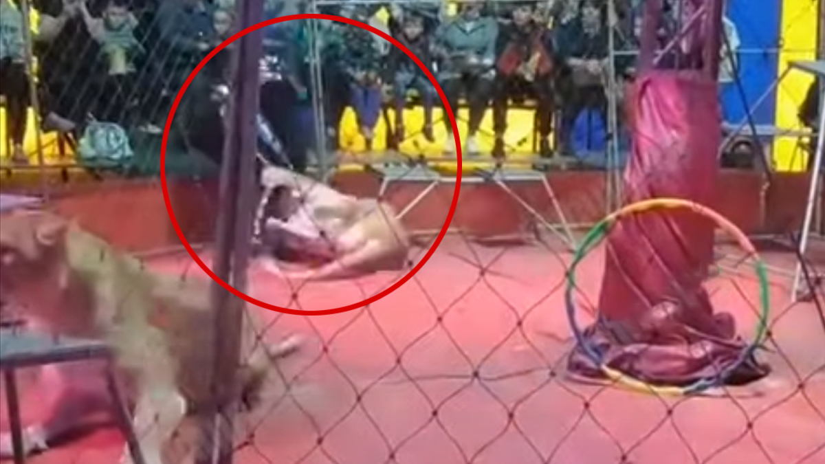 Lioness Attacks Trainer During Circus Performance in Russia, Horrific Video Goes Viral