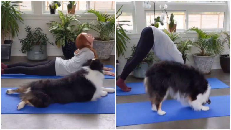 An Australian Shepherd Mimicking Its Owner Doing Yoga Is Winning Hearts (Watch Cute Dog Video)