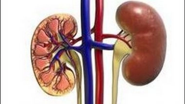 Health News | Lipid Droplets Help Protect Kidney Cells from Damage: Study