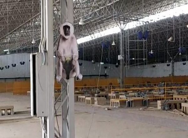 Delhi: With Strategically Placed Cutouts of Langurs, ITBP Counters Monkey Menace at Chhatarpur COVID-19 Care Centre
