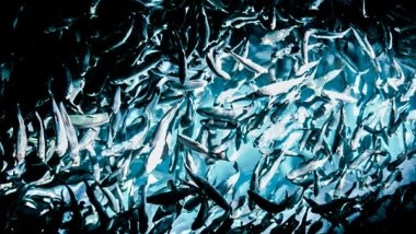 Science News | Researchers Find Declining Biodiversity in Wild Amazon Fisheries Threatens Human Diet