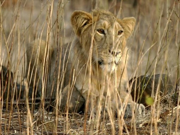 Eight lions captured near Gujarat's Jetpur