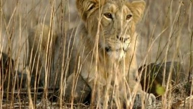 India News | Samples of Lion, Owls from Delhi Zoo Test Negative for COVID-19