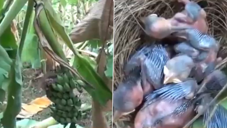 Astounding! Elephants Destroy Many Banana Trees Except for One Which Had Bird Nests (Video Goes Viral)