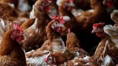 Avian Influenza in Punjab: Committee Set Up to Ensure Culling of Poultry Birds After Confirmed Cases of Flu Detected in Samples of Birds at Poultry Farm in Ludhiana