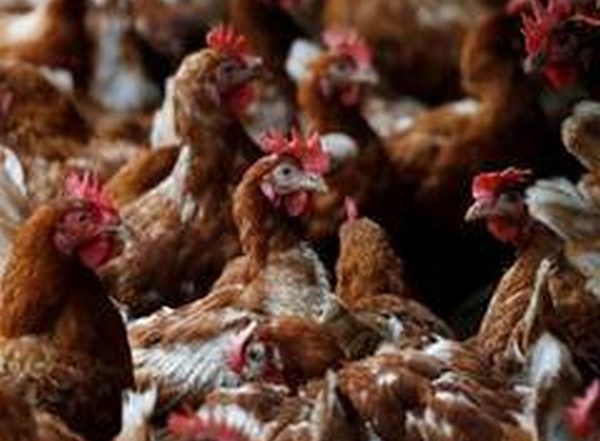 Avian Influenza in Punjab: Committee Set Up to Ensure Culling of Poultry Birds After Confirmed Cases of Flu Detected in Samples of Birds at Poultry Farm in Ludhiana