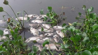 Bengaluru: Hundreds of Dead Fishes Found Floating in Mottanalluru Lake at Bommasandra: Locals Forced To Live With The Stench For A Week