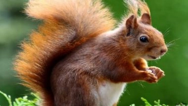 Science News | Mammals Can Use Their Intestines to Breathe: Study