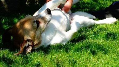 Health News | Stressed Students Can Reduce Anxiety, Enhance Thinking Skills by Petting Therapy Dogs: Study