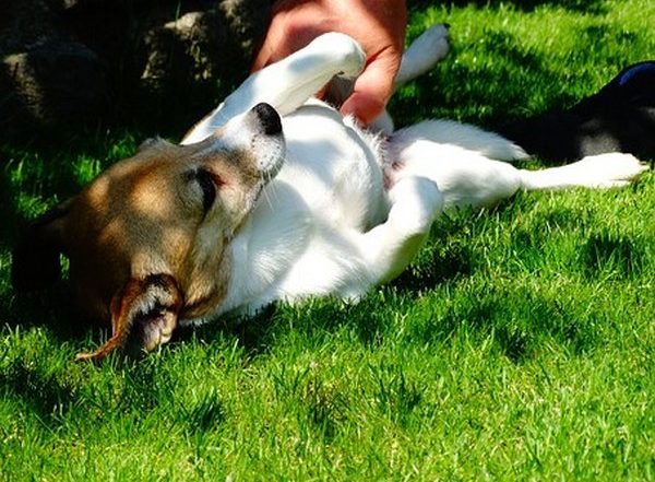 Health News | Stressed Students Can Reduce Anxiety, Enhance Thinking Skills by Petting Therapy Dogs: Study