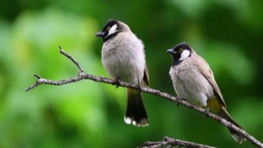 Lifestyle News | Traffic Noise Causes Song Learning Deficits in Birds: Study