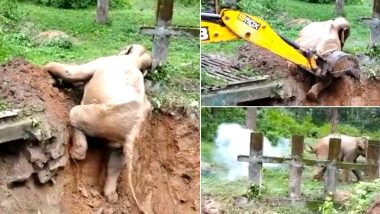 Video of Elephant Being Rescued From a Muddy Ditch in Coorg Goes Viral! Netizens Laud the Forest Officials