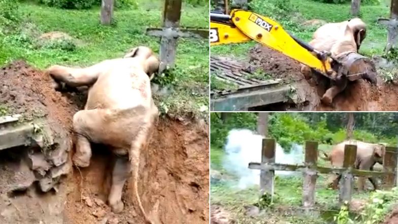 Video of Elephant Being Rescued From a Muddy Ditch in Coorg Goes Viral! Netizens Laud the Forest Officials