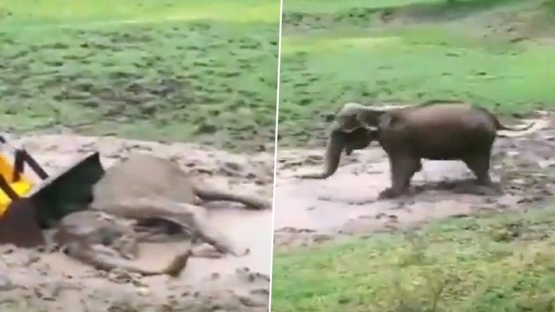 Karnataka: Female Elephant Stuck in Mud Puddle in Moleyur Range of Bandipur Tiger Reserve Rescued by Forest Department Officials (Watch Video)