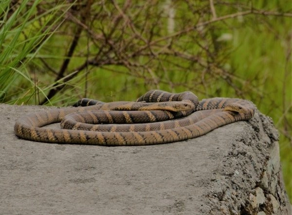 India News | Mating of Male, Female King Cobra Caught on Camera for the First Time in Uttarakhand
