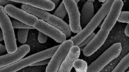 Health News | Study Examines Connection Between Human Gut Microbiota, Health and Mortality