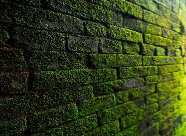 Science News | Will Your Future Clothes Be Made of Algae?