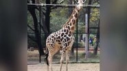 India News | Four-year-old Female Giraffe Bubli Dies in Hyderabad Zoo