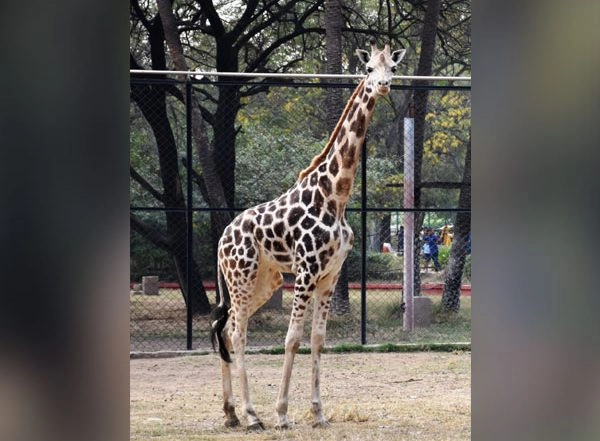 India News | Four-year-old Female Giraffe Bubli Dies in Hyderabad Zoo