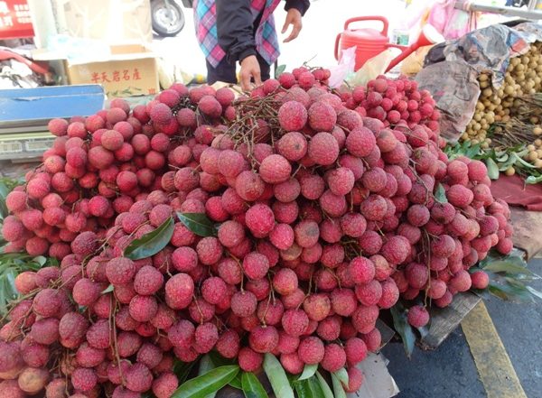 Bihar's Shahi Litchi Exported to the UK
