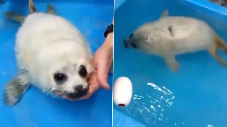 Adorable Video of a Rescued Baby Seal Taking Its First Swimming Lesson Is Winning Hearts on Social Media