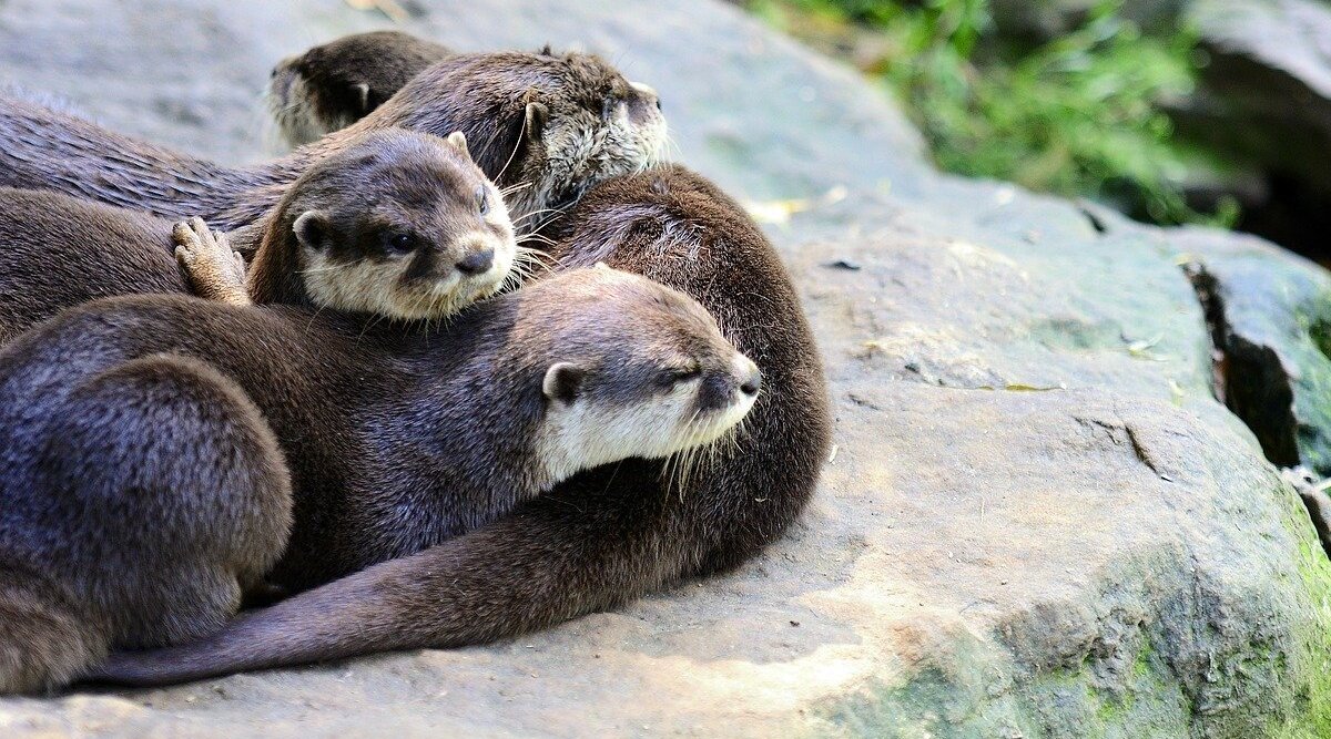World Otter Day 21 Date Know Significance Of The Day That Supports The Existence Of Otters Latestly