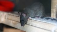 Science News | Spatial Memory in Rats Can Be Improved with High-intensity Intermittent Training