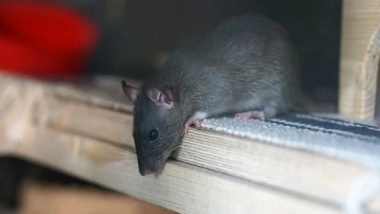 Science News | Spatial Memory in Rats Can Be Improved with High-intensity Intermittent Training