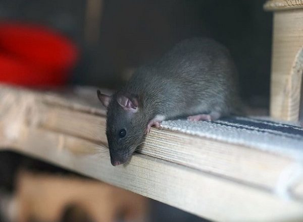 Science News | Spatial Memory in Rats Can Be Improved with High-intensity Intermittent Training
