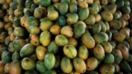 India News | India Shipped 2.5 MTs of GI Certified Mangoes to South Korea