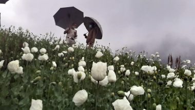 Himachal Pradesh Police Seizes 15 Lakh Poppy Plants Worth Rs 10 Crore in Mandi