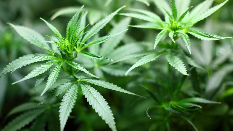 Kolam Residents Plant Cannabis on World Environment Day 2021, Excise Department Begins Probe