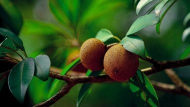 Maharashtra: Exports of GI Certified Gholvad Sapota or Chikoo to UK Begins