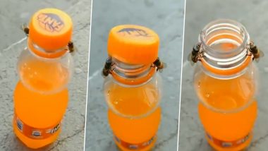 A Clip of Two Honey Bees Working Together To Lift The Top Off a Bottle of Fanta Goes Viral (Watch Video)