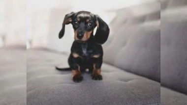 Science News | Researchers Identify Gene That Causes Canine Hereditary Deafness in Puppies