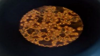 Health News | Researchers Seek Deeper Understanding on How Cells in the Body Operate