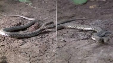 Rare Two-Headed Grey Water Snake Found In Iraq's Said Sadiq, Watch Video of Reptile Touted to Be Harmless