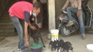 India News | People Feed Stray Animals Amid COVID Lockdown in Patna