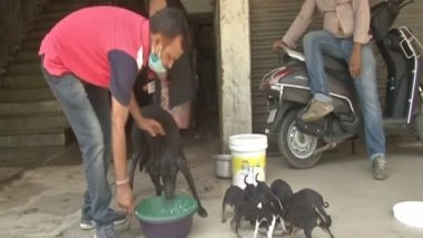 India News | People Feed Stray Animals Amid COVID Lockdown in Patna