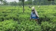 India News | Covid-19 Restrictions, Lockdown Hit Siliguri Tea Traders