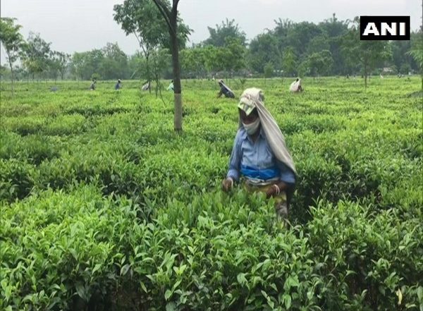 Congress Slams BJP Govt in Assam, Says ‘Tea Worker To Lose Rs 2,70,000 in 5 Years Over Its Decision To Increase Daily Wage to Rs 205 Instead of Promised Rs 351’