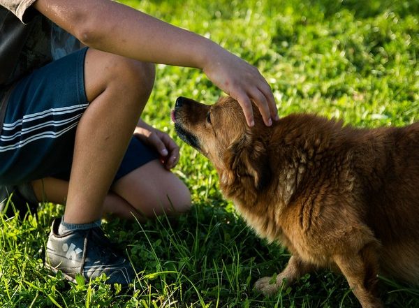 Petting Therapy Dogs Can Reduce Anxiety, Enhance Thinking Skills in Stressed Students